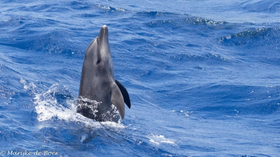 HDS32-25, Day 4, 20250418-398A9252 © Marijke de Boer - Oceanwide Expeditions.jpg