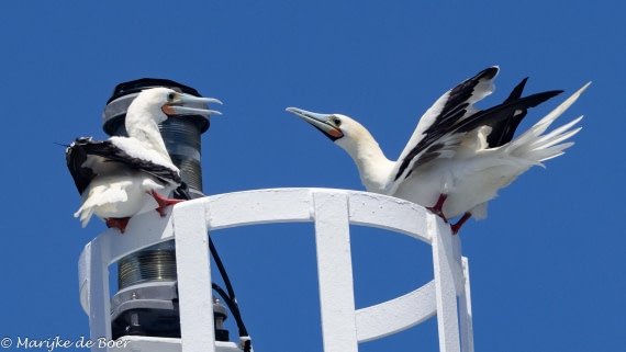 HDS32-25, Day 4, 20250418-398A9299 © Marijke de Boer - Oceanwide Expeditions.jpg