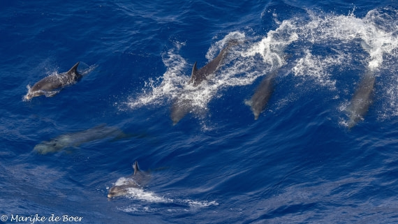 HDS32-25, Day 4, 20250418-398A9529 © Marijke de Boer - Oceanwide Expeditions.jpg