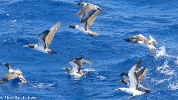 HDS32-25, Day 4, 20250418-398A9365 © Marijke de Boer - Oceanwide Expeditions.jpg