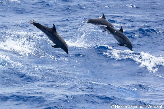 HDS32-25, Day 4, 20250418-NJV-019-7 © Nicole Janinhoff-Verdaat - Oceanwide Expeditions.jpg