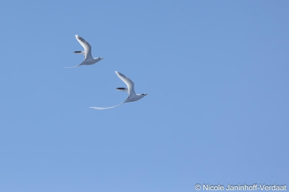 HDS32-25, Day 4, 20250418-NJV-019-582 © Nicole Janinhoff-Verdaat - Oceanwide Expeditions.jpg