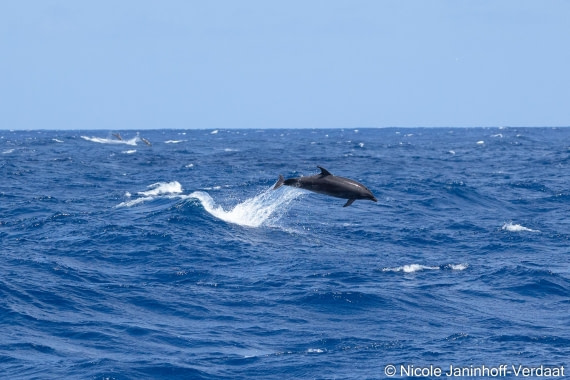HDS32-25, Day 4, 20250418-NJV-019-620 © Nicole Janinhoff-Verdaat - Oceanwide Expeditions.jpg