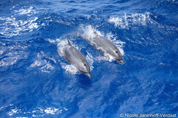 HDS32-25, Day 4, 20250418-NJV-019-841 © Nicole Janinhoff-Verdaat - Oceanwide Expeditions.jpg