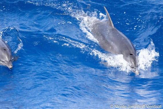 HDS32-25, Day 4, 20250418-NJV-019-1076 © Nicole Janinhoff-Verdaat - Oceanwide Expeditions.jpg