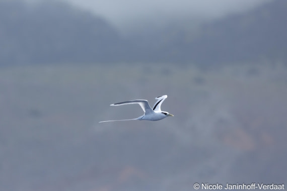 HDS32-25, Day 4, 20250418-NJV-019-1174 © Nicole Janinhoff-Verdaat - Oceanwide Expeditions.jpg