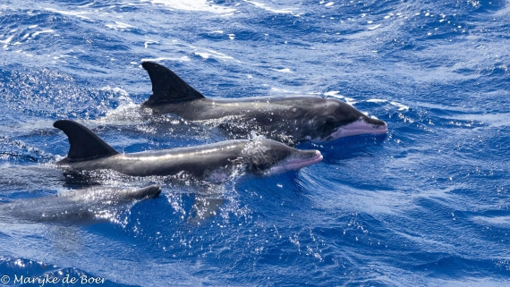 HDS32-25, Day 4, rough-toothed_20250418-398A9156 © Marijke de Boer - Oceanwide Expeditions.jpg