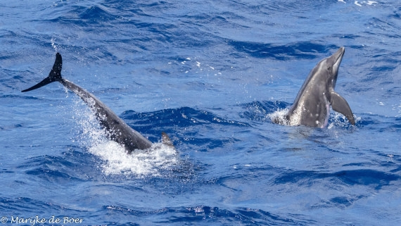HDS32-25, Day 4, rough-toothed_20250418-398A9187 © Marijke de Boer - Oceanwide Expeditions.jpg