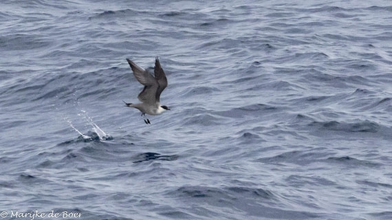 HDS32-25, Day 5, 20250419-398A9739 © Marijke de Boer - Oceanwide Expeditions.jpg