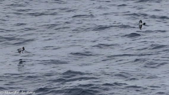 HDS32-25, Day 5, 20250419-398A9771 © Marijke de Boer - Oceanwide Expeditions.jpg