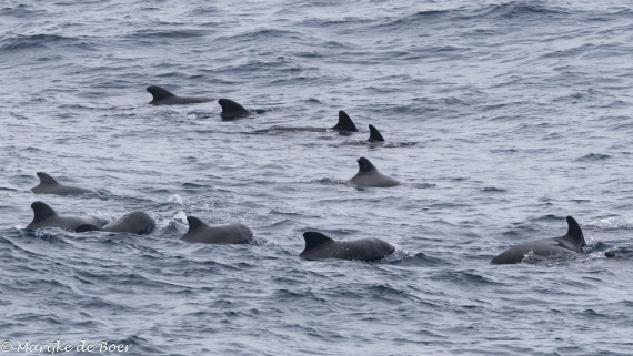 HDS32-25, Day 5, 20250419-398A9942 © Marijke de Boer - Oceanwide Expeditions.jpg