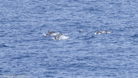 HDS32-25, Day 6, Clymene_20250420-398A0081 © Marijke de Boer - Oceanwide Expeditions.jpg