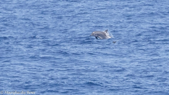HDS32-25, Day 6, Clymene_20250420-398A0085 © Marijke de Boer - Oceanwide Expeditions.jpg