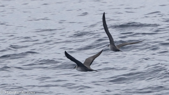 HDS32-25, Day 6, Longtailed jager_20250420-398A0020 © Marijke de Boer - Oceanwide Expeditions.jpg