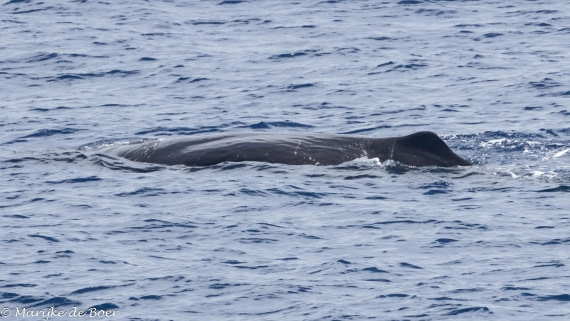 HDS32-25, Day 6, Sperm whale_20250420-398A0036 © Marijke de Boer - Oceanwide Expeditions.jpg