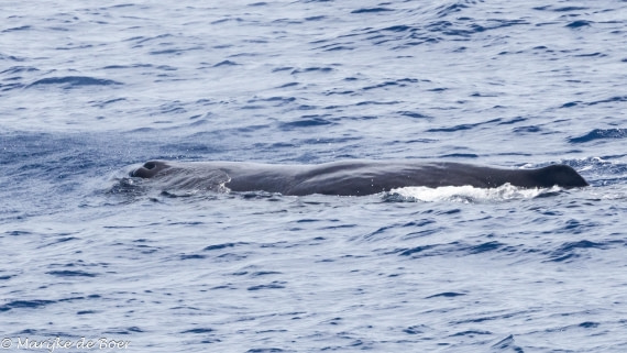 HDS32-25, Day 6, Sperm whale_20250420-398A0040 © Marijke de Boer - Oceanwide Expeditions.jpg