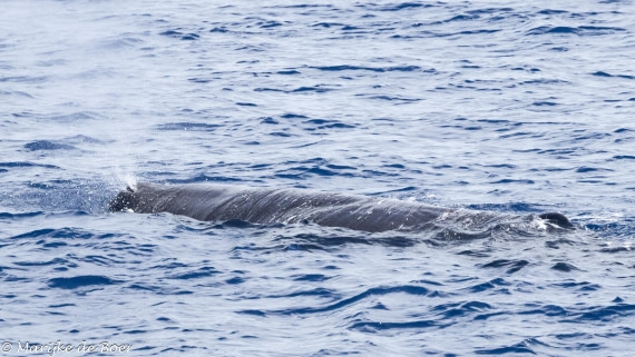 HDS32-25, Day 6, Sperm whale_20250420-398A0047 © Marijke de Boer - Oceanwide Expeditions.jpg