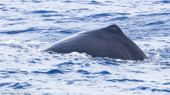 HDS32-25, Day 6, Sperm whale_20250420-398A0054 © Marijke de Boer - Oceanwide Expeditions.jpg