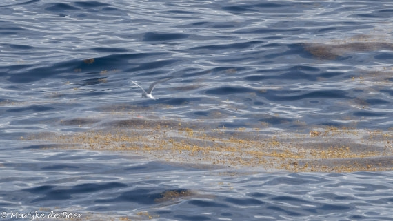 HDS32-25, Day 7, 20250421-398A0140 © Marijke de Boer - Oceanwide Expeditions.jpg