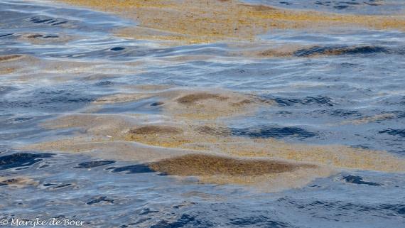 HDS32-25, Day 7, 20250421-398A0152 © Marijke de Boer - Oceanwide Expeditions.jpg