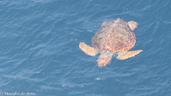 HDS32-25, Day 9, 20250423-398A0409 © Marijke de Boer - Oceanwide Expeditions.jpg