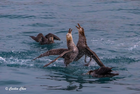 Fighting Giant Petrel
