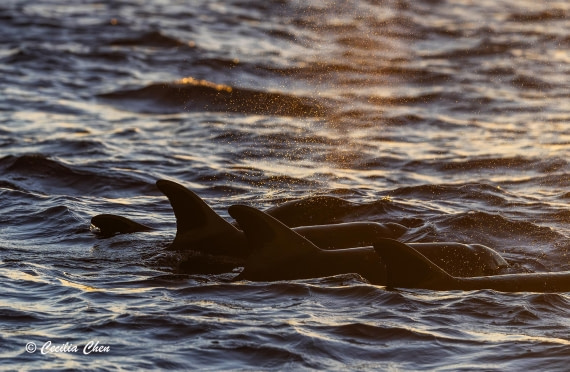 Rough-toothed Dolphin under sunset