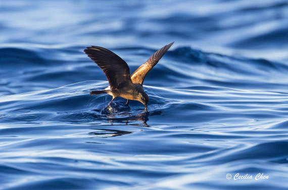Band-rumpted Storm Petrel Dancing