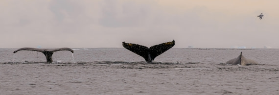 The Humpback Synchronization