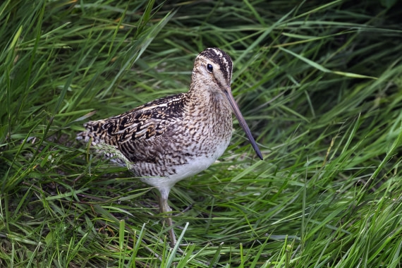 Magellanic Snipe on Carcass Island