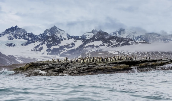 King Penguin Colony, St Andrews Bay