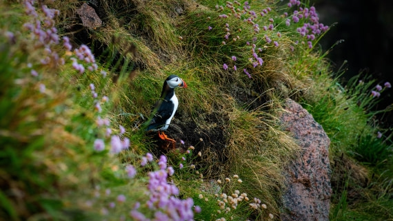 HDS01-25, Day 3, RLO_2777 © Alexander Romanovskiy - Oceanwide Expeditions.jpg