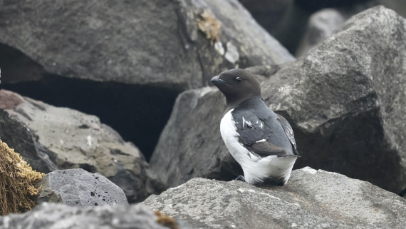 HDS01-25, Day 7, littleaukclose © Meike Sjoer - Oceanwide Expeditions.JPG