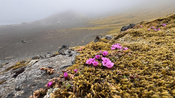HDS01-25, Day 7, saxifrage © Meike Sjoer - Oceanwide Expeditions.JPG