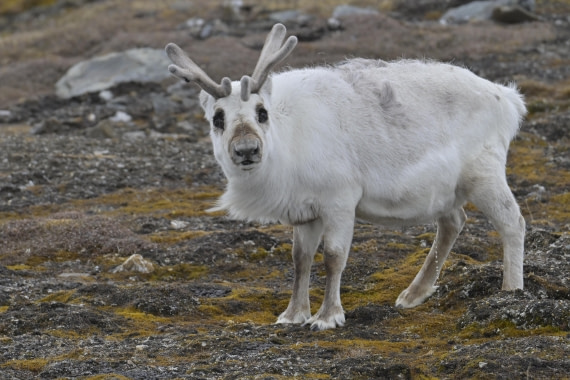 HDS01-25, Day 11, _DSC1771 © Philipp Konietzko - Oceanwide Expeditions.JPG