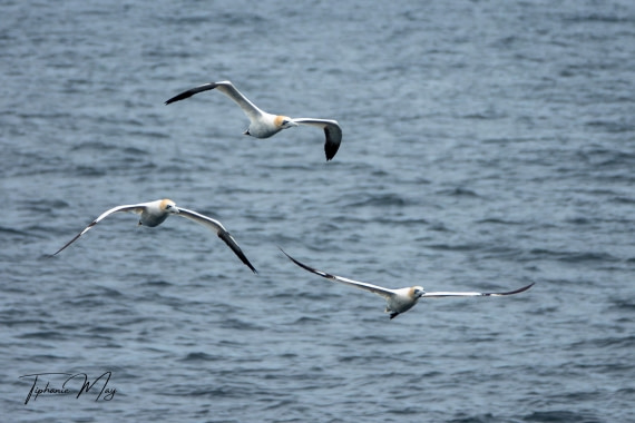 HDS01-25, Day 2, DSC04285-Enhanced-NR © Tiphanie May - Oceanwide Expeditions.jpg