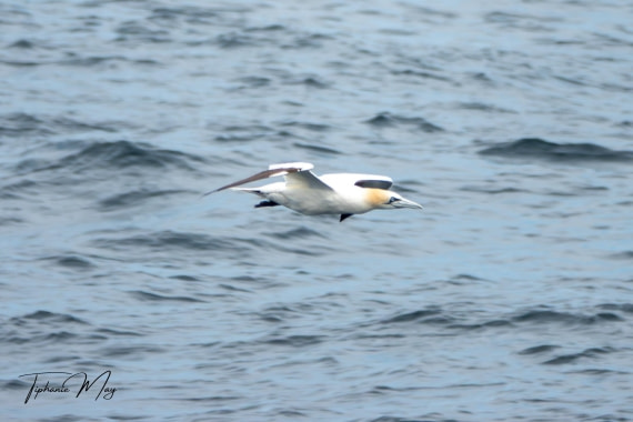 HDS01-25, Day 2, DSC04305-Enhanced-NR © Tiphanie May - Oceanwide Expeditions.jpg