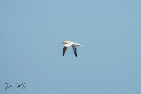 HDS01-25, Day 2, DSC04316-Enhanced-NR © Tiphanie May - Oceanwide Expeditions.jpg