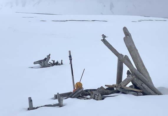 PLA02-25, Day 3, Mushamna Arctic Tern © Unknown photographer - Oceanwide Expeditions.jpg