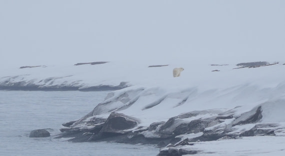 PLA02-25, Day 3, Mushamna Polar Bear © Unknown photographer - Oceanwide Expeditions.JPG