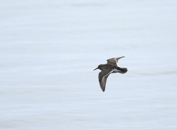 PLA02-25, Day 3, Mushamna Purple Sandpiper © Unknown photographer - Oceanwide Expeditions.JPG