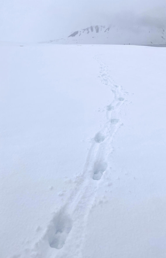 PLA02-25, Day 3, Mushamna reindeer tracks © Unknown photographer - Oceanwide Expeditions.jpg
