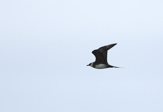 PLA02-25, Day 4, Skua, Arctic1 06-06-2025 © Unknown photographer - Oceanwide Expeditions.jpeg