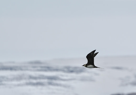 PLA02-25, Day 4, Skua, Arctic2 06-06-2025 © Unknown photographer - Oceanwide Expeditions.jpeg