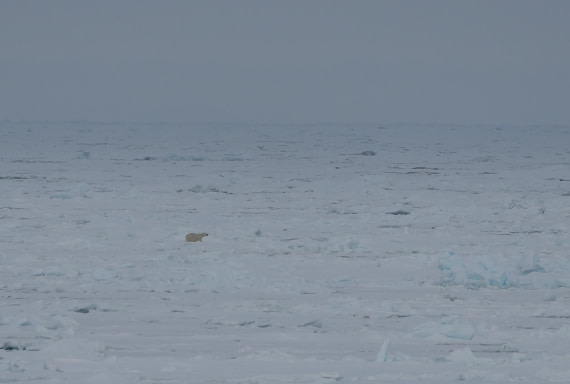 PLA02-25, Day 6, Polar Bear © Unknown photographer - Oceanwide Expeditions.JPG