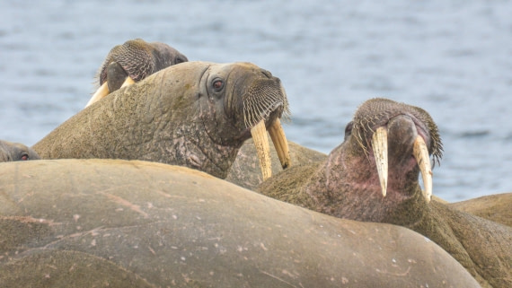 PLA02-25, Day 7, _DSC0688 © Unknown photographer - Oceanwide Expeditions.jpg
