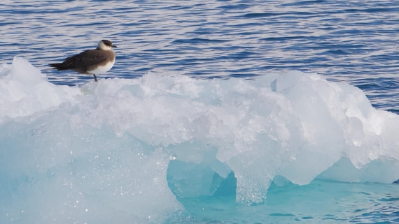 PLA02-25, Day 2, Arctic Skua (1) © Andrew Crowder - Oceanwide Expeditions.jpeg