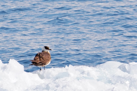 PLA02-25, Day 2, Arctic Skua (2) © Andrew Crowder - Oceanwide Expeditions.jpeg