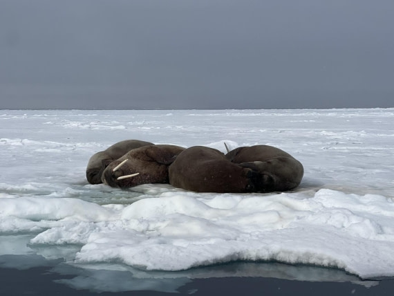 HDS02-25, Day 4, Walrus © Unknown photographer - Oceanwide Expeditions.jpg