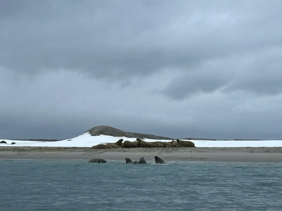 HDS02-25, Day 7, Walrus © Unknown photographer - Oceanwide Expeditions.jpg
